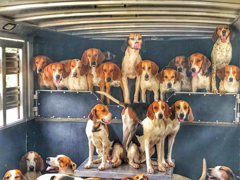 American Foxhounds of the Keswick Hunt Club